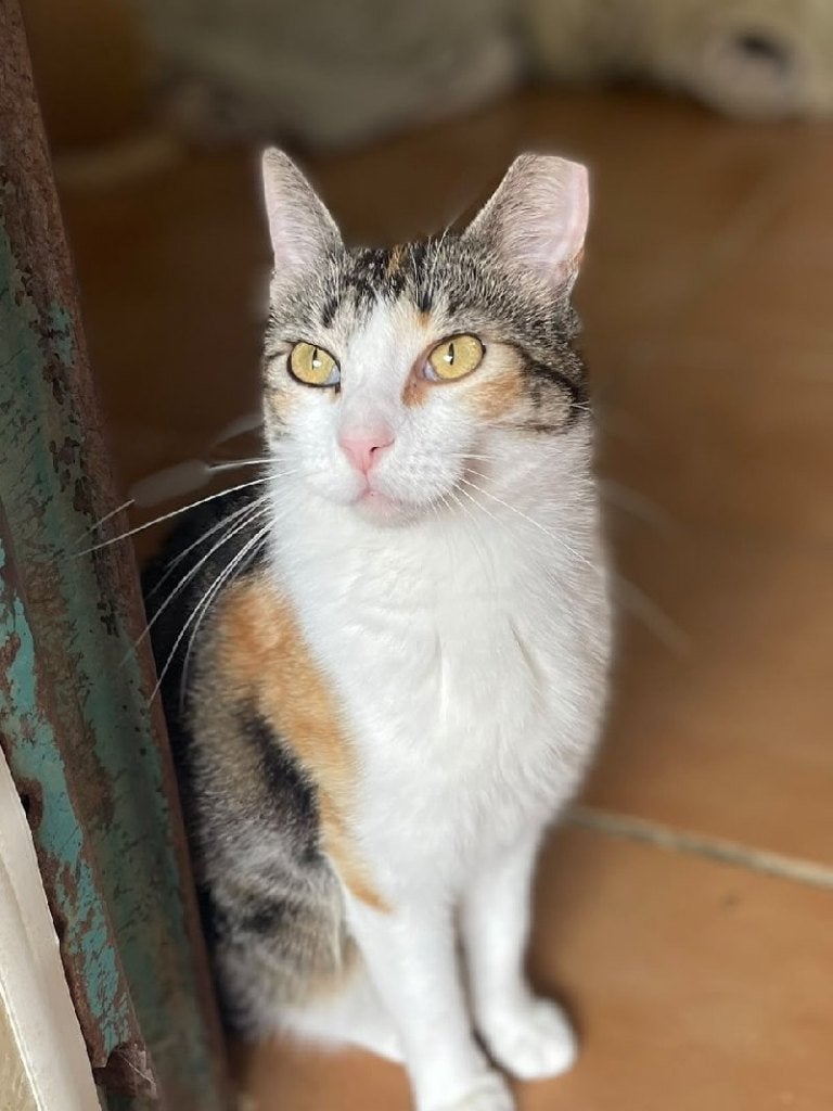 ACE: Moni is een hele lieve meid!, Poes, Kortharig, 3 tot 5 jaar