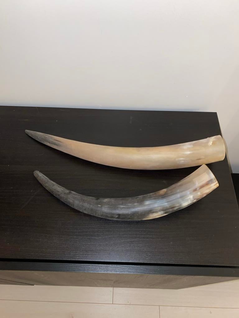 Twee echte hoorns, Ophalen of Verzenden