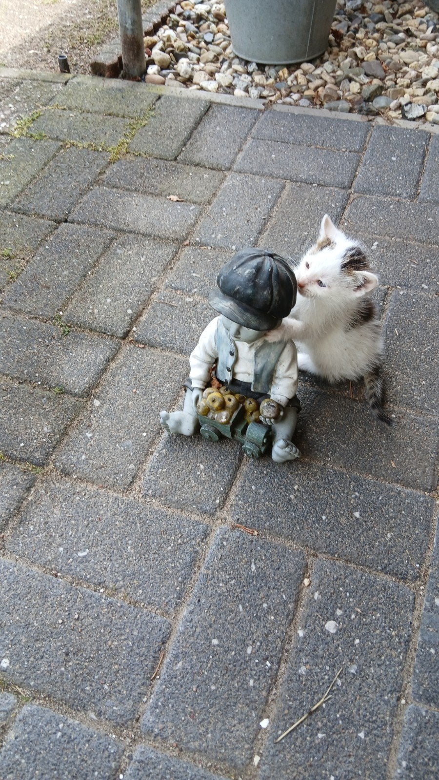 2 lieve kittens / boerderijtjekatjes