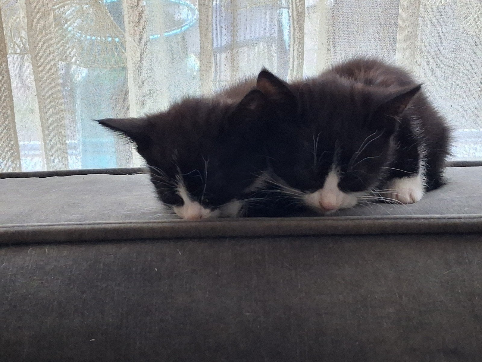 Er zijn nog 2 kitten vrouwtjes over, Dieren en Toebehoren, Katten en Kittens | Raskatten | Korthaar, Poes, Ontwormd, 0 tot 2 jaar