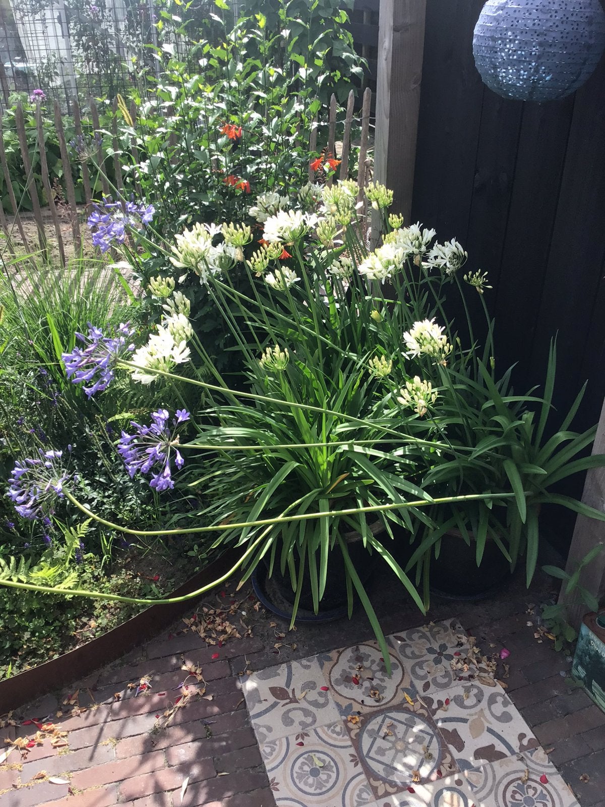 Agapanthus, Ophalen, Overige soorten, Volle zon
