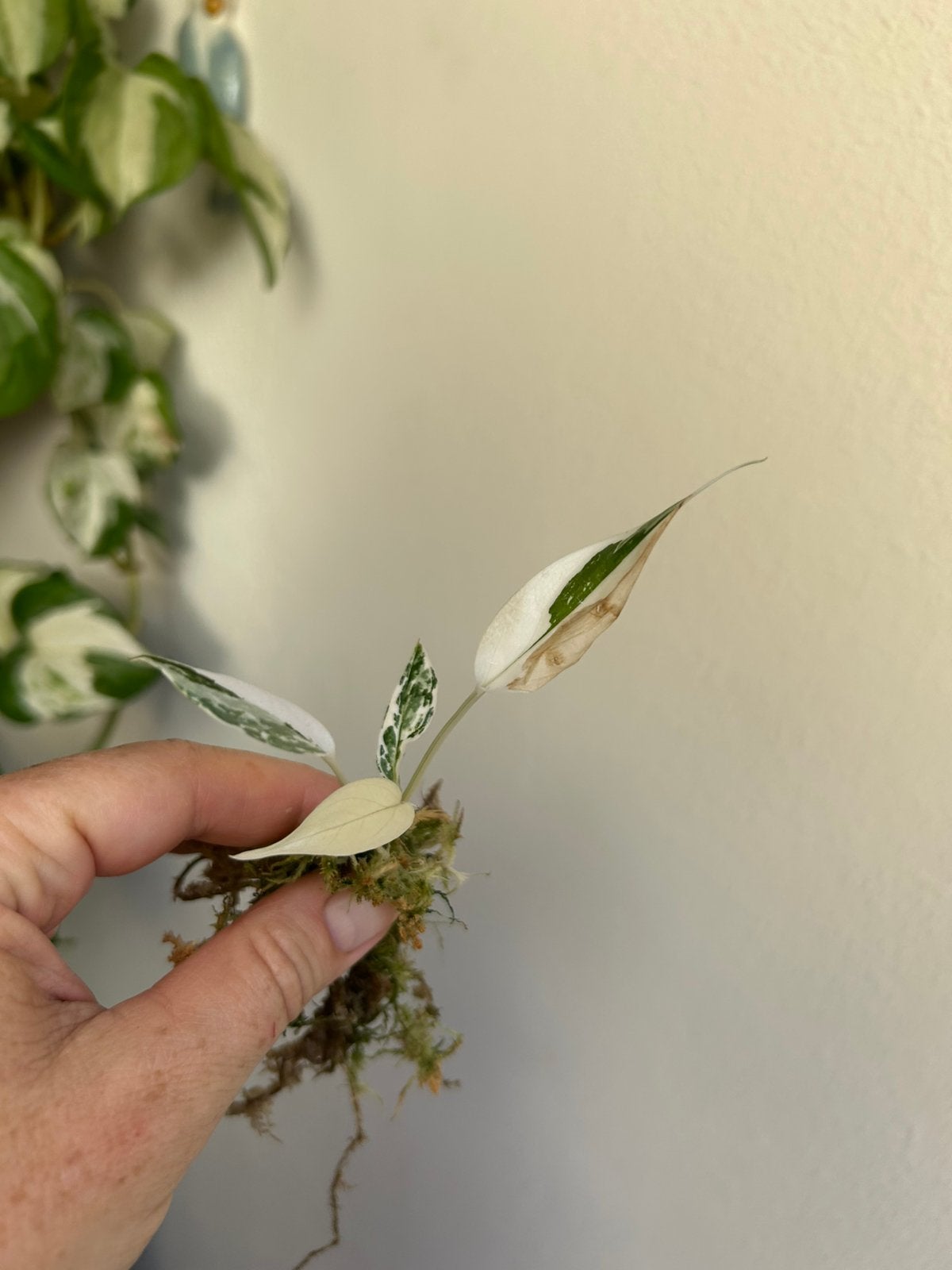 Epipremnum pinnatum albo variegata, gewortelde stek, Ophalen of Verzenden, Halfschaduw, Minder dan 100 cm