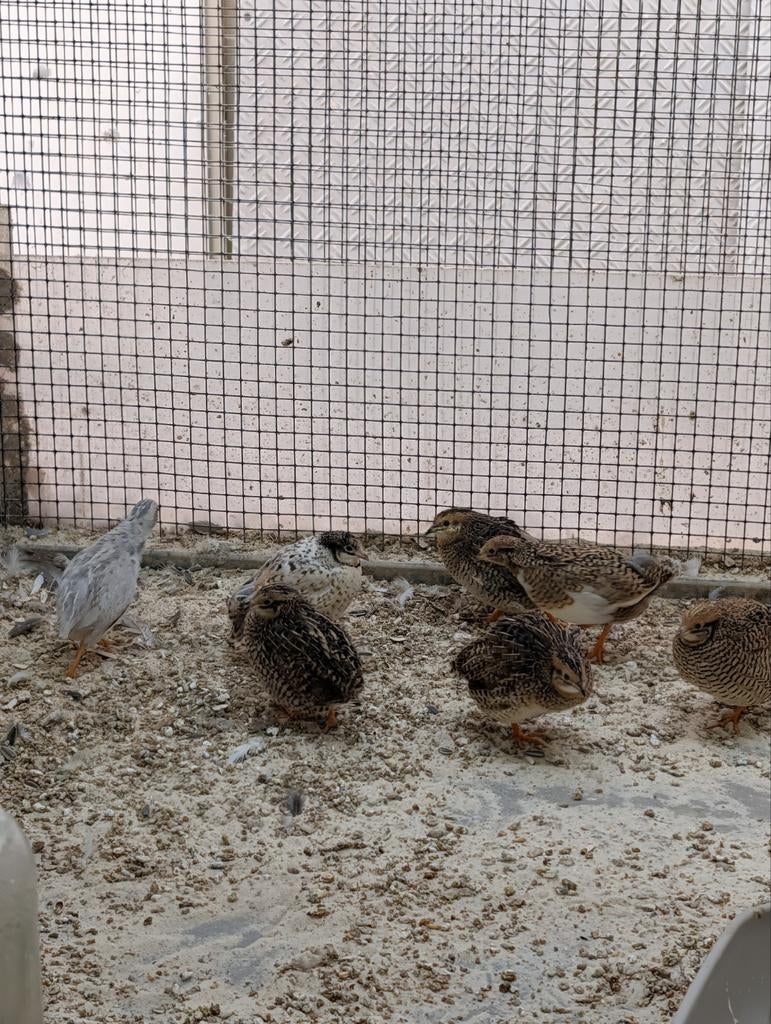 Chinese dwerg kwartels, Dieren en Toebehoren, Pluimvee, Meerdere dieren, Overige soorten