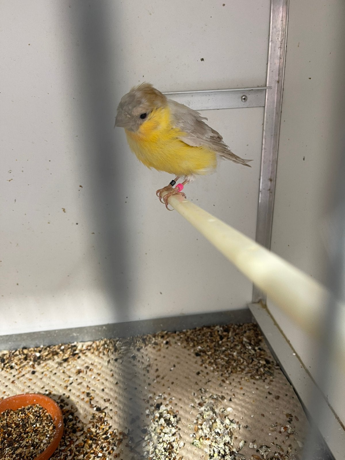 Bruinpastel gele goudvinken, Dieren en Toebehoren, Meerdere dieren