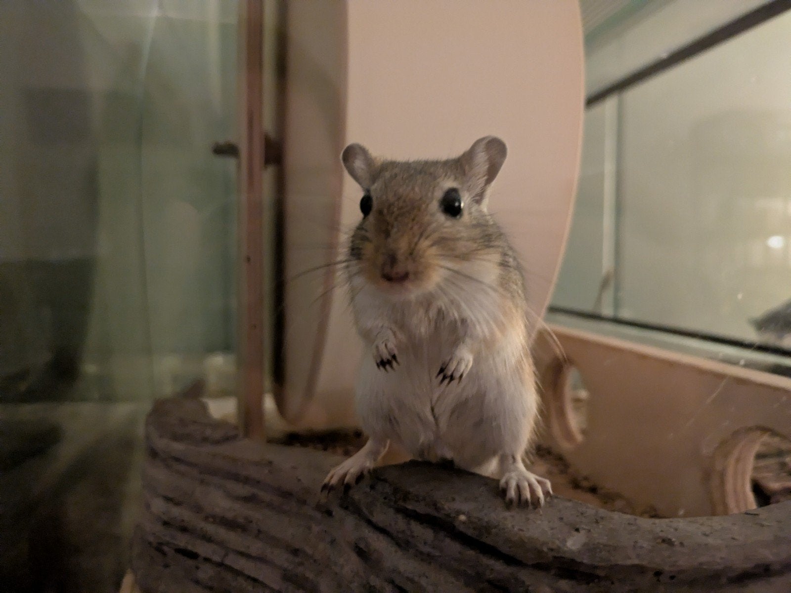 Koppel mannetjesgerbils met terrarium en toebehoren, Februari, Mannelijk, Overige typen, Tam