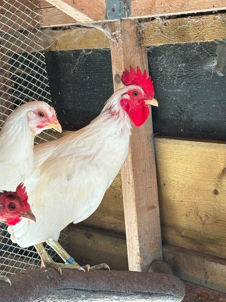 Ajam Ketawa haan, Dieren en Toebehoren, Pluimvee, Mannelijk, Kip