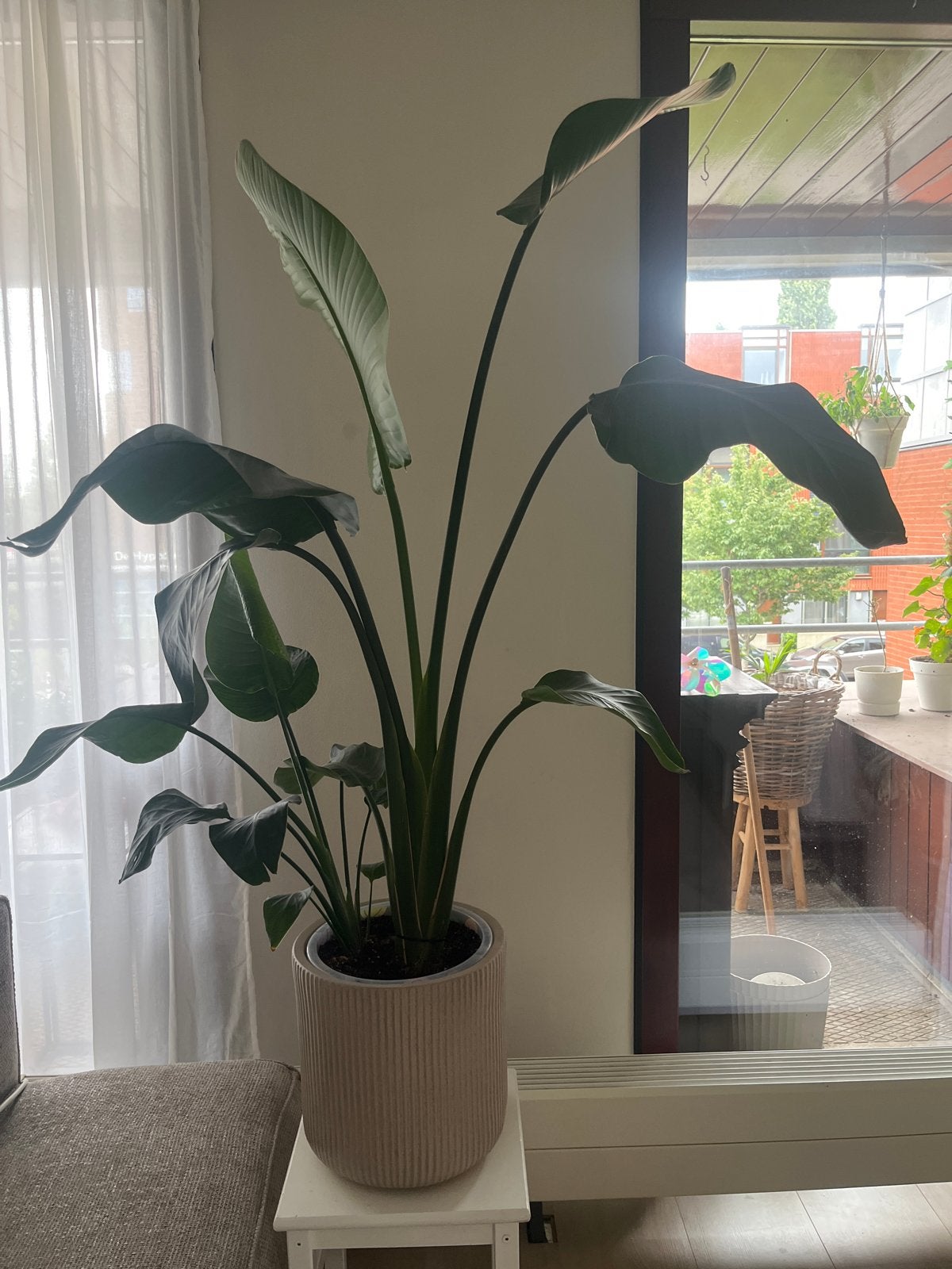 Grote Strelitzia Nicolai (Paradijsvogelplant) met pot, Ophalen, 200 cm of meer, Overige soorten, In pot