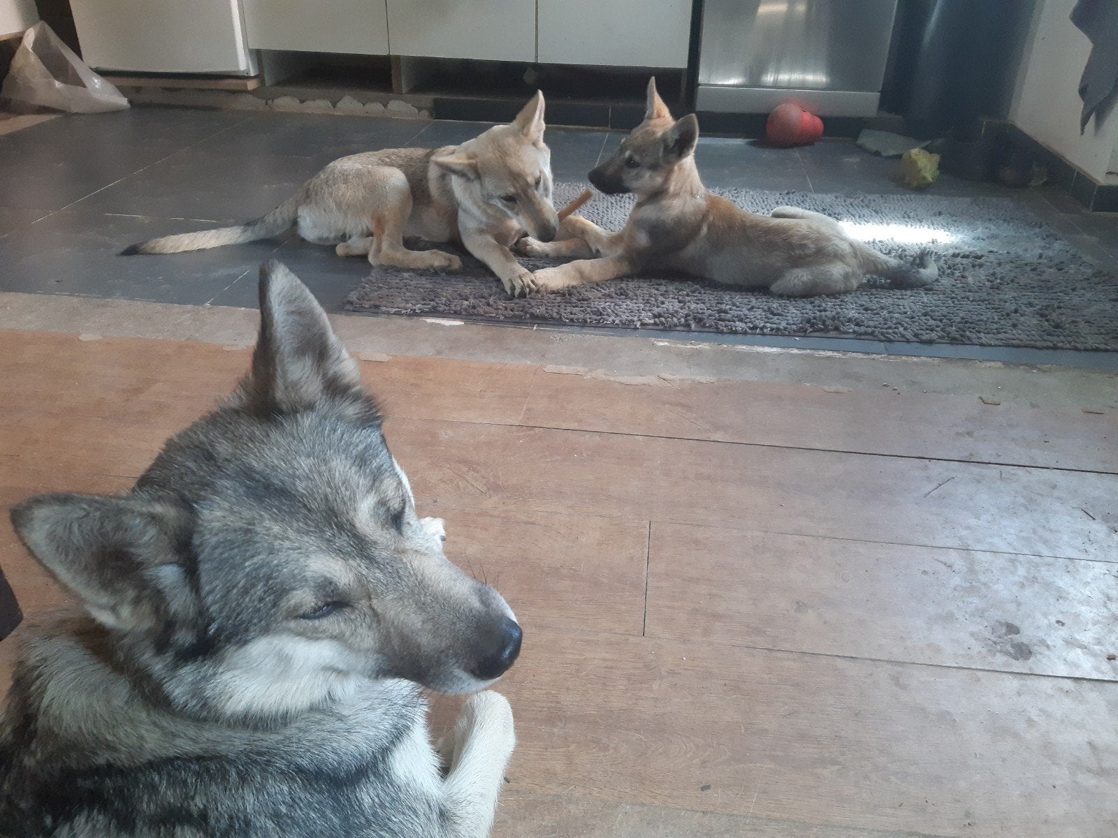 Tsjechoslowaakse wolfhond kruising met Shepsky, Overige rassen, 8 tot 15 weken, Meerdere, Meerdere dieren