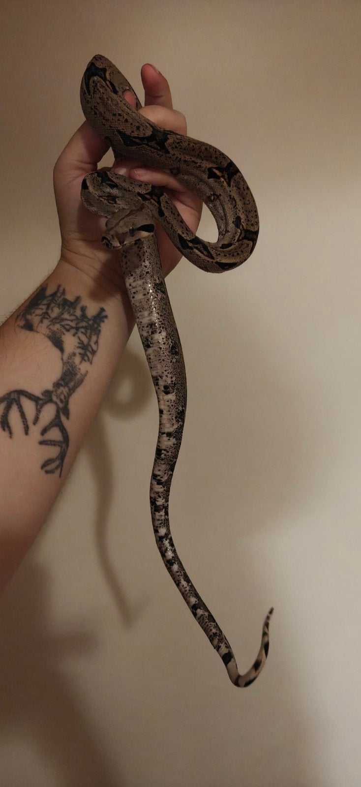 Boa Constrictor BCI Rescue, Dieren en Toebehoren, Reptielen en Amfibieën, Slang, Tam, 3 tot 6 jaar