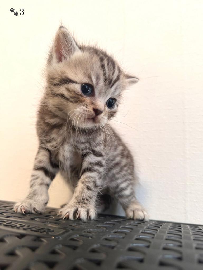 Britse kort haar kittens, Dieren en Toebehoren, Katten en Kittens | Raskatten | Langhaar, Poes