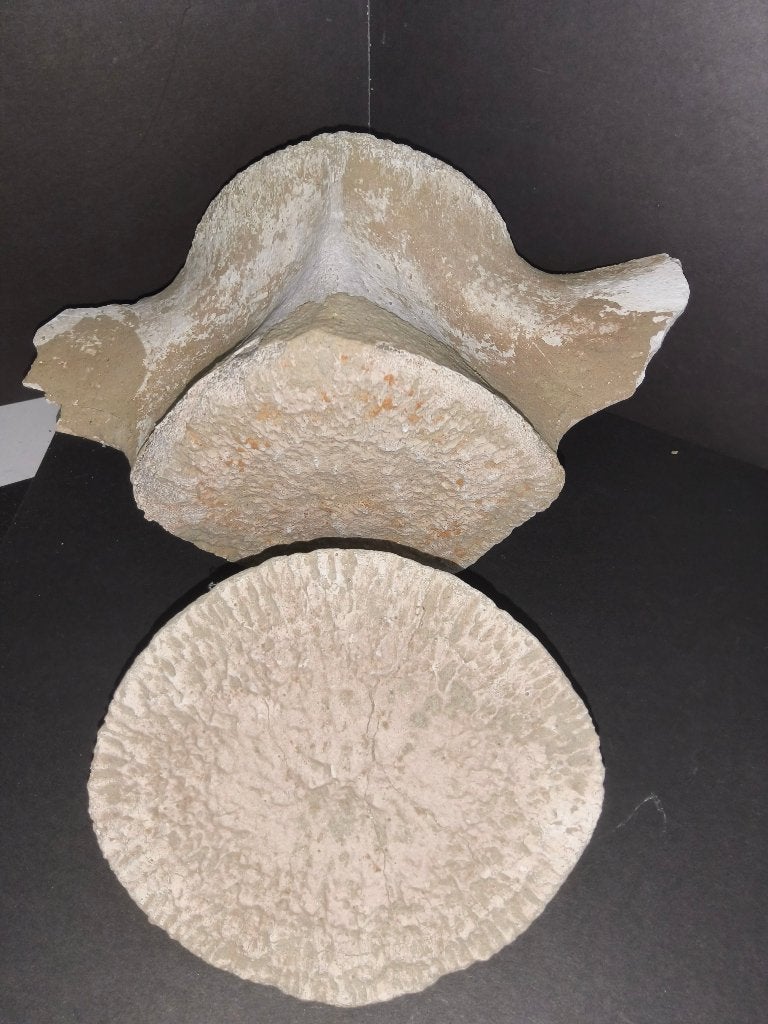 Walvis wervel (Sharktooth hill), Verzamelen, Mineralen en Fossielen, Ophalen of Verzenden, Fossiel