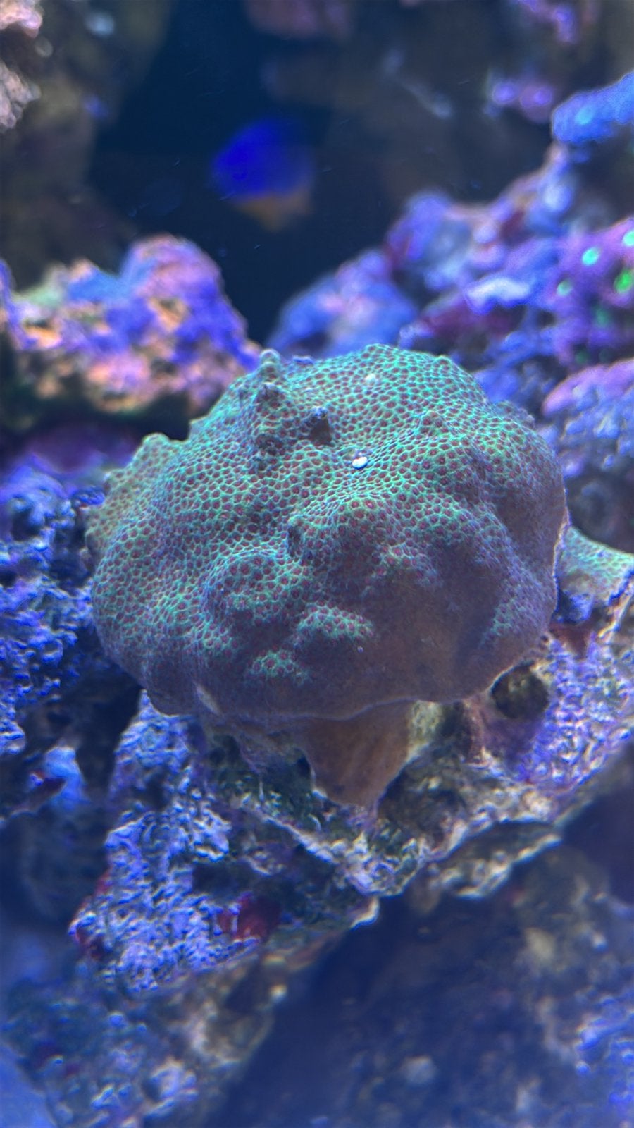Porites Green / Red, Dieren en Toebehoren, Vissen | Aquariumvissen, Overige typen, Zoutwatervis