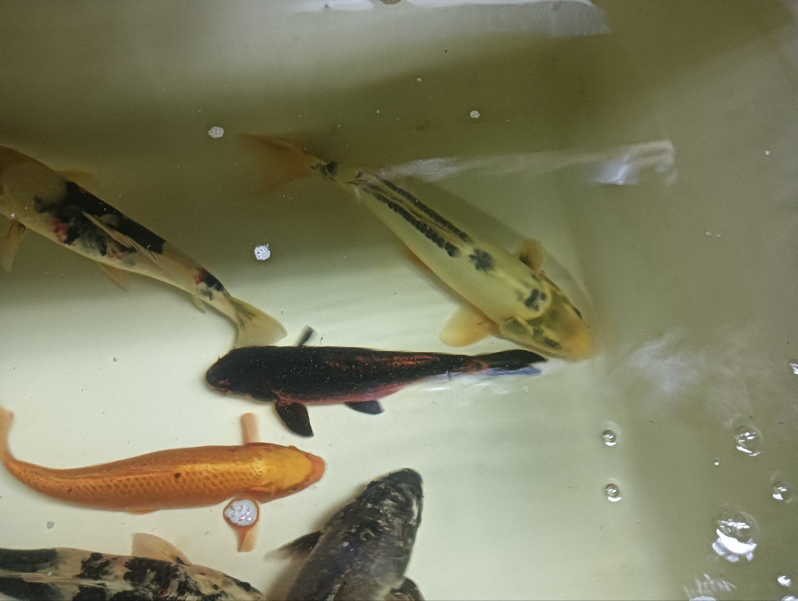 6 Japanse koi 55+, Karper of Koi