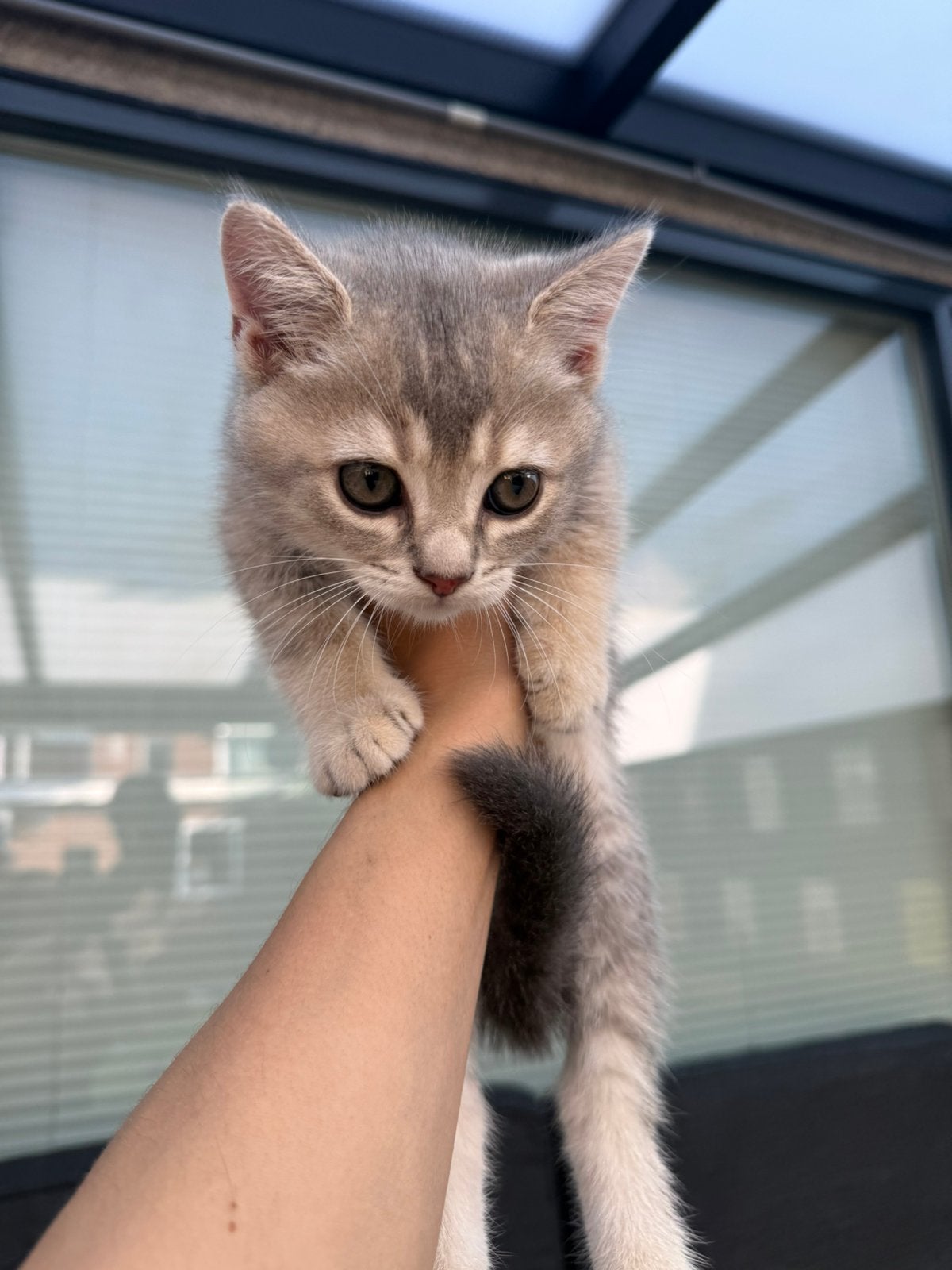 Britse Korthaar kittens, Kater, Ontwormd, 0 tot 2 jaar