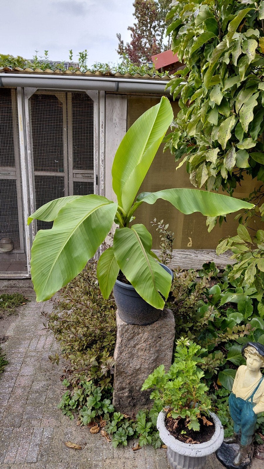 Bananenplant - Musa Dwarf Cavendish, Volle zon, Vaste plant, Ophalen of Verzenden, Bloeit niet