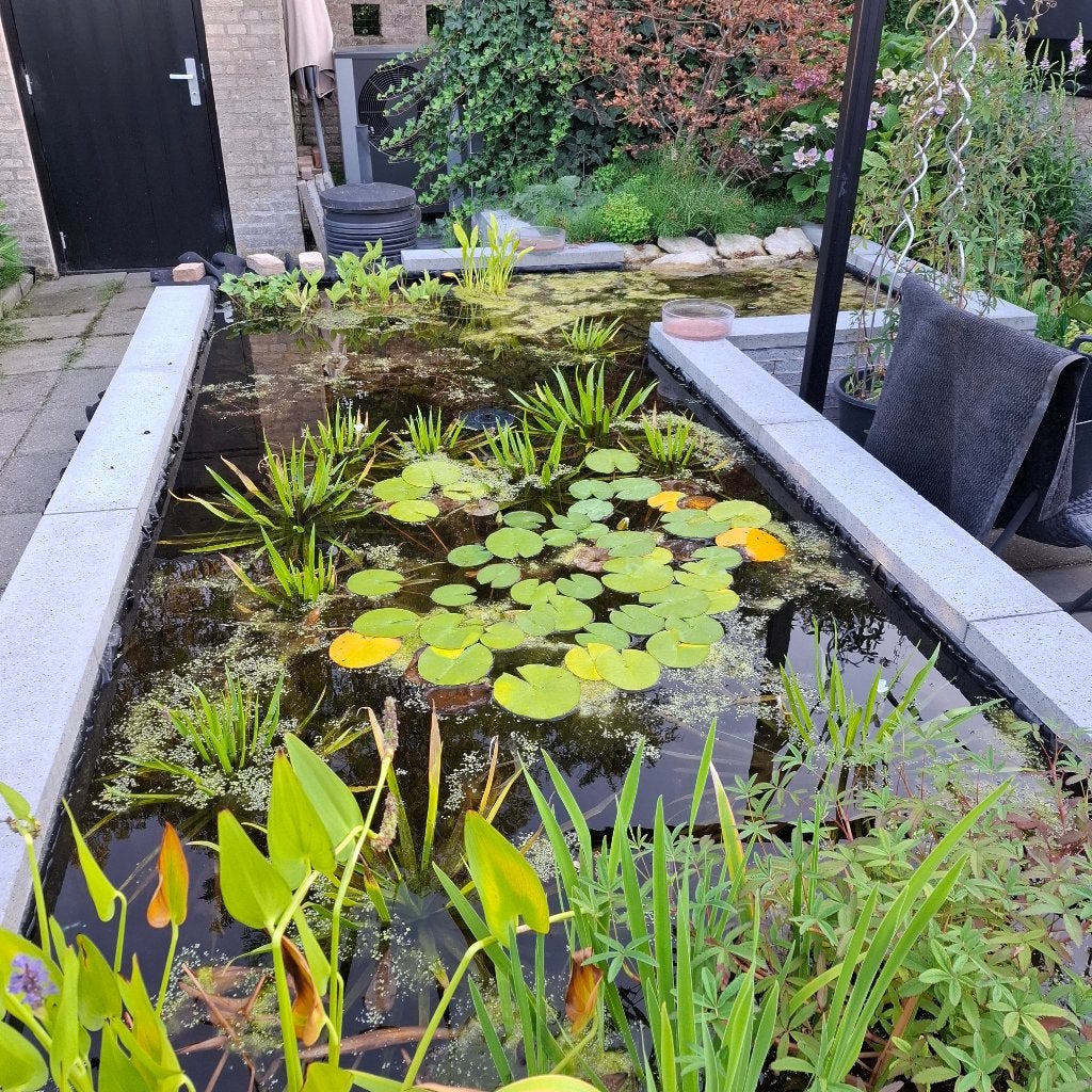 Poelslakken voor nieuwe vijver gezocht, Ophalen, Zo goed als nieuw