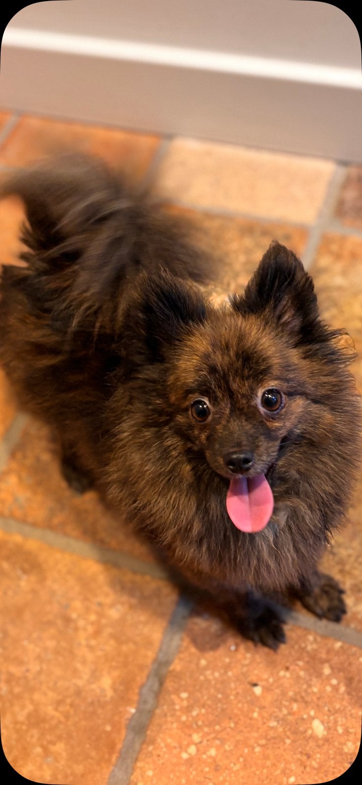 Twee pomchi pomeriaan teefjes, Parvo, Overige rassen, Teef, Meerdere