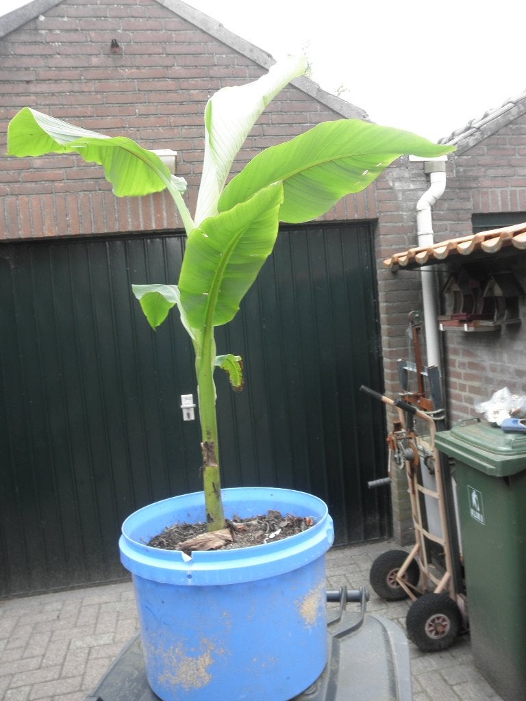 Heel mooie Bananenboom., Tuin en Terras, Ophalen, Vaste plant, Overige soorten, Volle zon