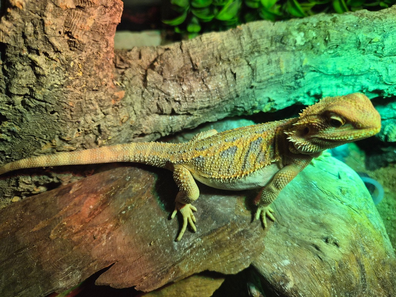 Jonge baardagaam met ingerichte terrarium, Dieren en Toebehoren