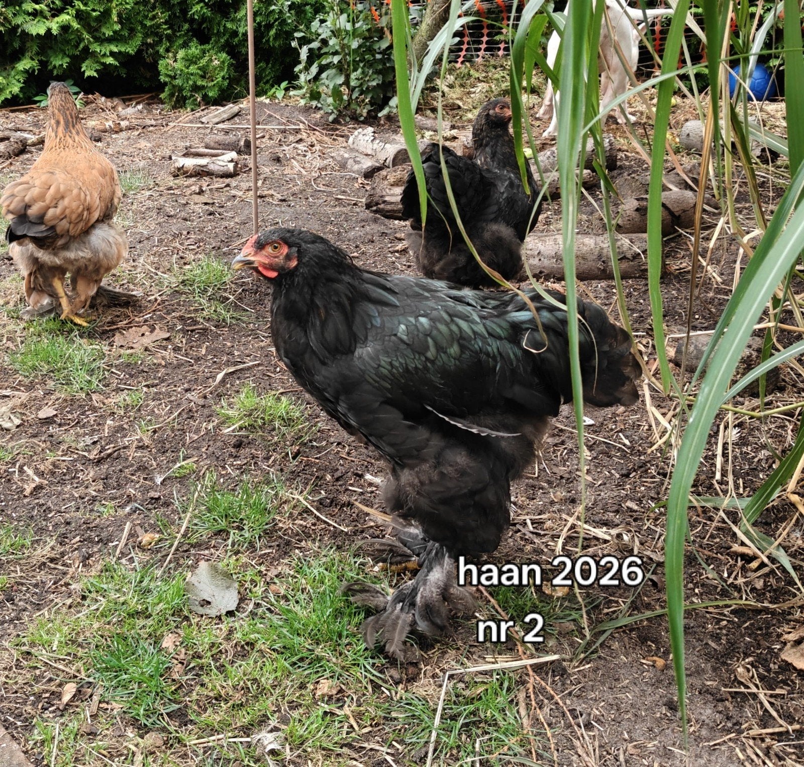 TE KOOP brahma's va 4 maanden, Vrouwelijk, Kip