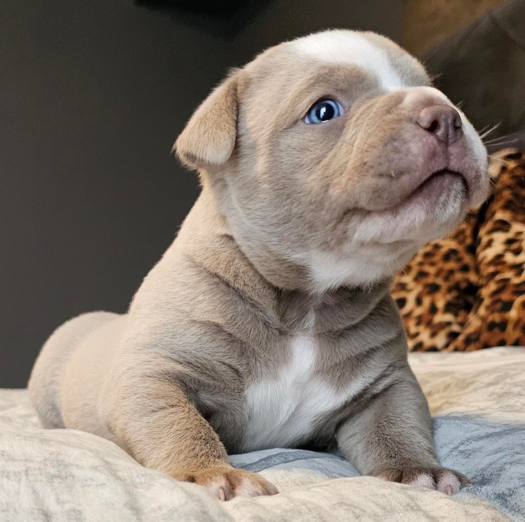 Prachtige Old English Bulldog pups, Dieren en Toebehoren, Honden | Bulldogs, Pinschers en Molossers, 8 tot 15 weken, Parvo, Bulldog