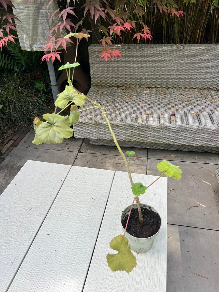 Struikgeranium kan hoog worden kijk foto’s!, Ophalen of Verzenden, Overige soorten, Volle zon