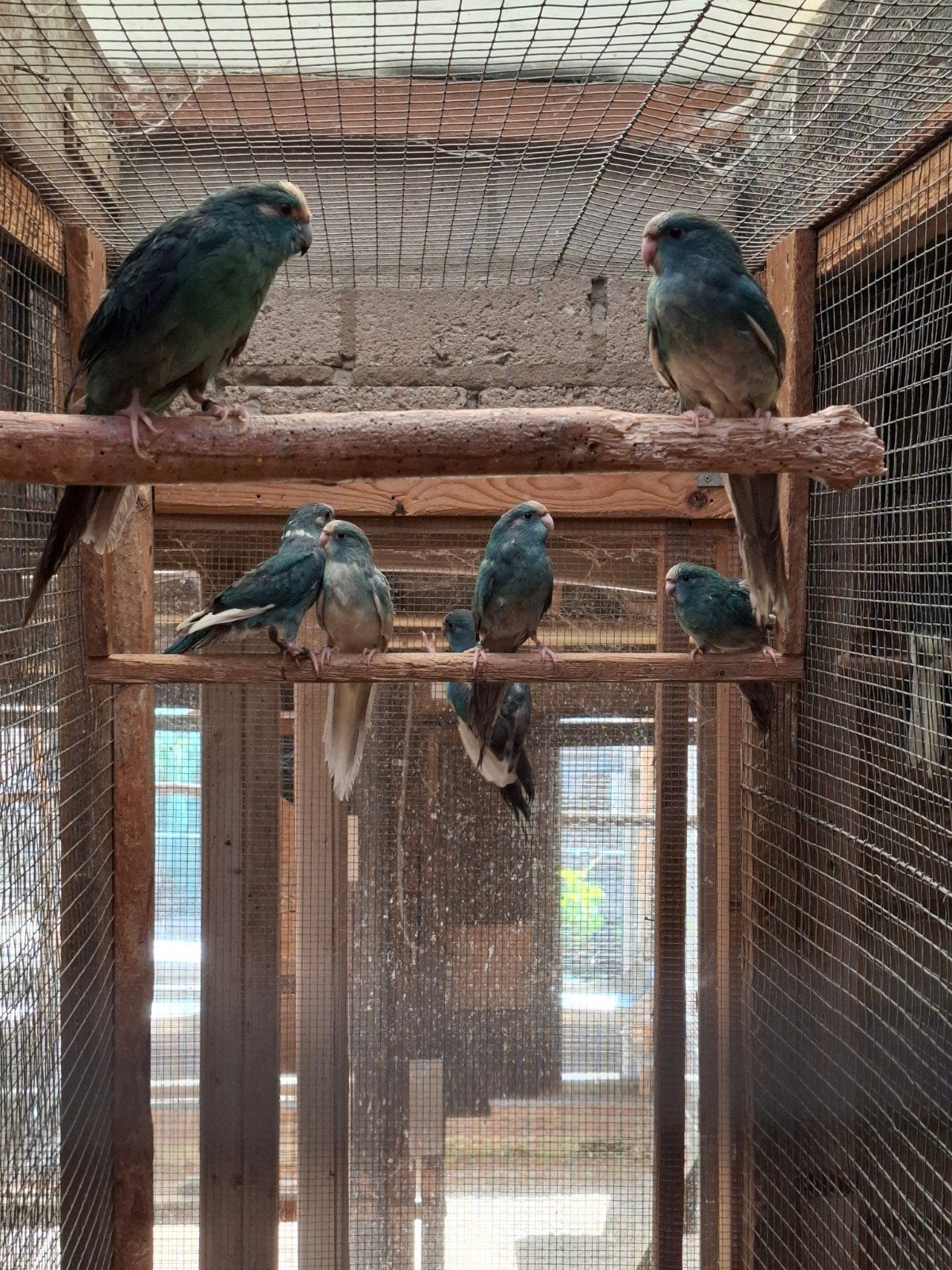 kakariki, Meerdere dieren, Parkiet, Geringd