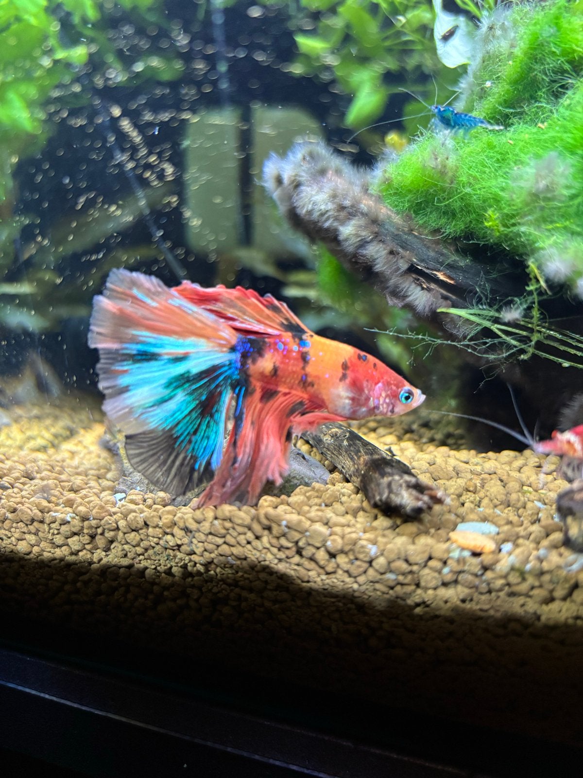 Mooie volwassen Koi Betta, Dieren en Toebehoren, Vissen | Aquariumvissen, Vis
