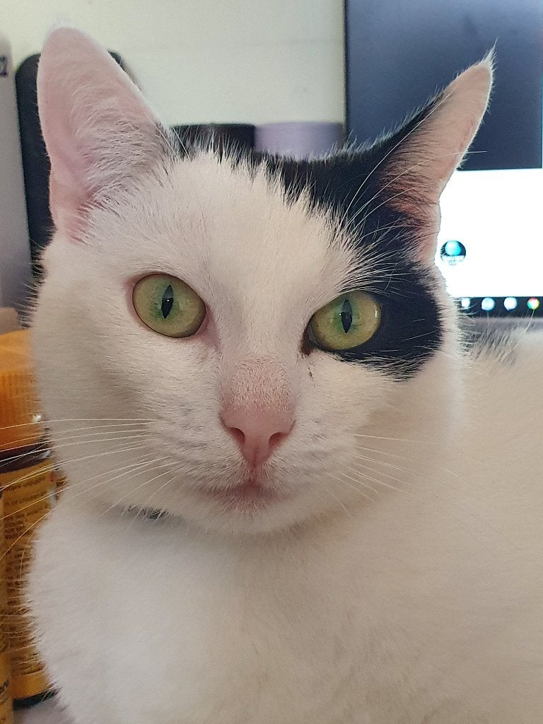 ️ Liefdevol thuis gezocht voor onze lieve kater Swibe, Dieren en Toebehoren, Kater, Gechipt, 6 jaar of ouder