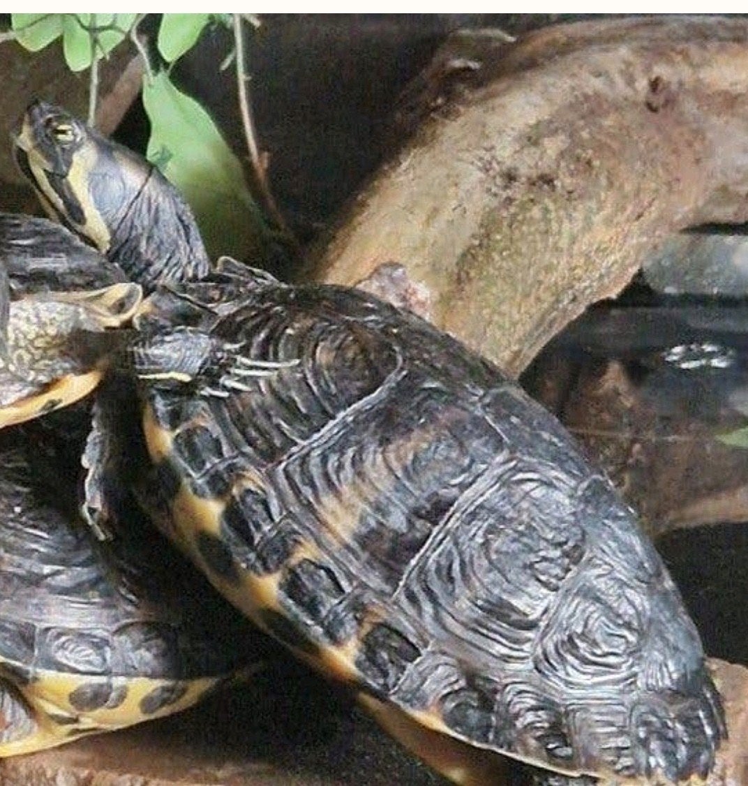 gezocht winterplek voor waterschildpad