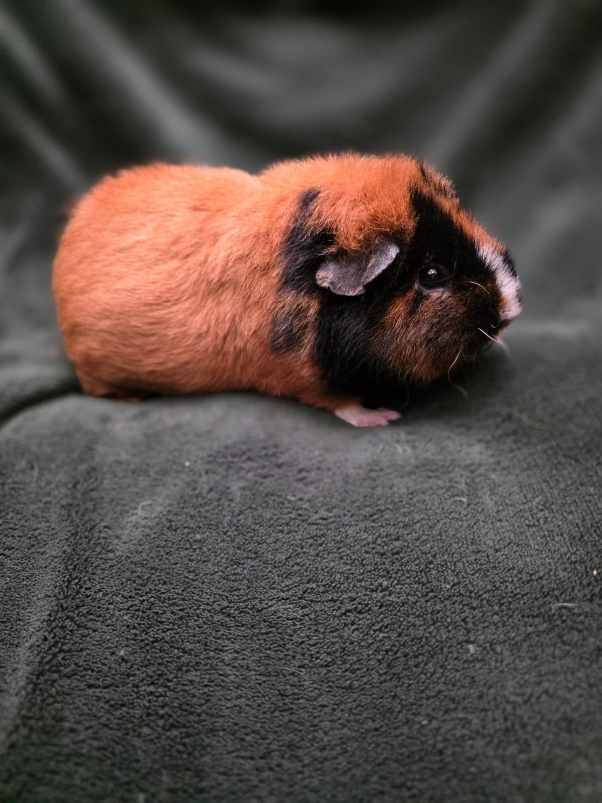 zwart rood wit us teddy zeugje, Dieren en Toebehoren, Knaagdieren, Cavia, Februari, Vrouwelijk, Tam