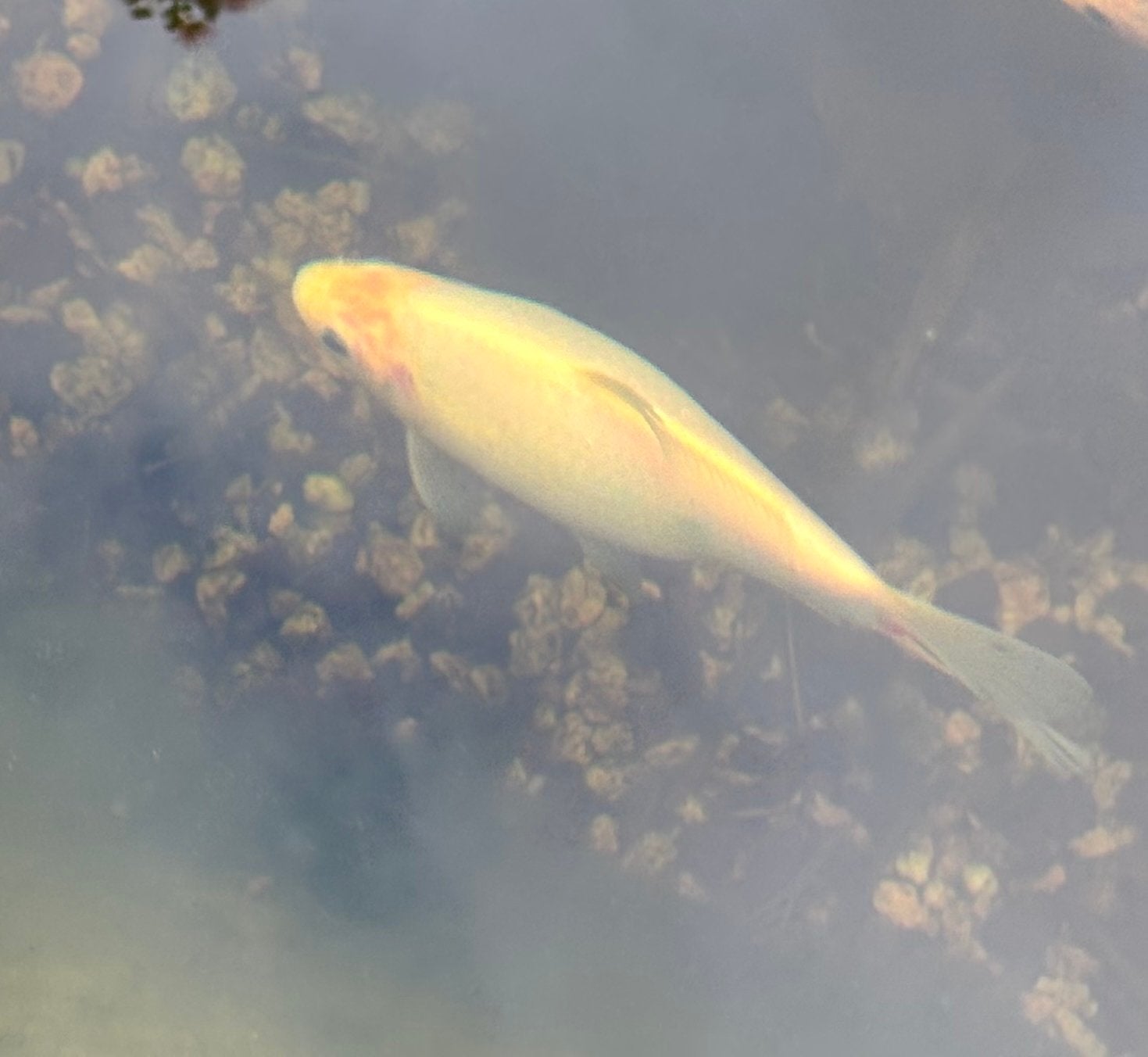 Goudvis, Dieren en Toebehoren, Goudvis(sen)