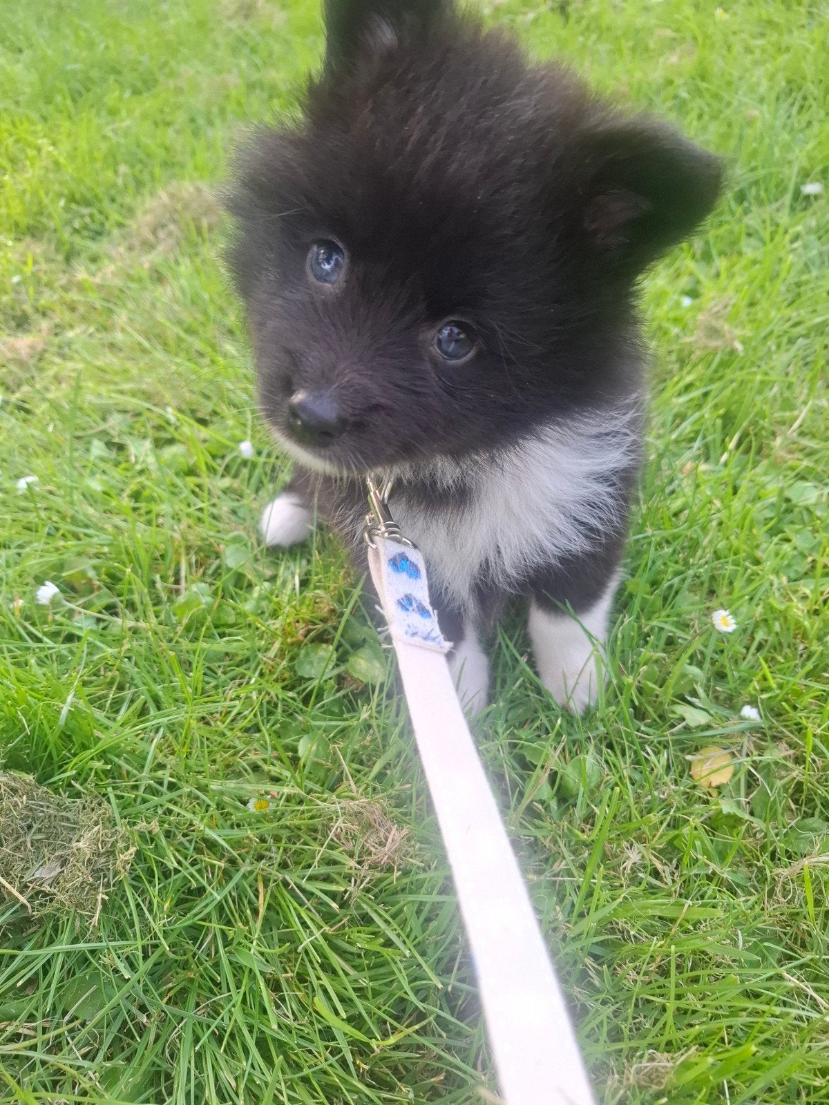 Pomsky reu pup, Dieren en Toebehoren, 8 tot 15 weken, Eén hond, Nederland, Fokker | Hobbymatig