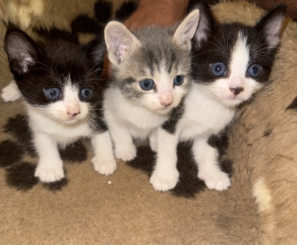 Lieve gezonde mooie kittens te koop, Dieren en Toebehoren, Katten en Kittens | Overige Katten, Meerdere dieren, Kortharig, 0 tot 2 jaar