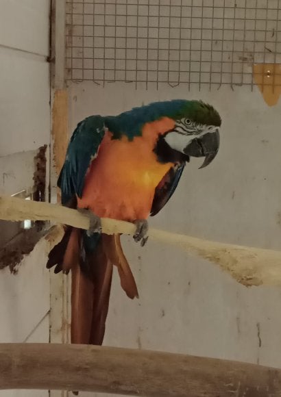 Blauwgele ara man, Dieren en Toebehoren, Mannelijk, Papegaai, Pratend