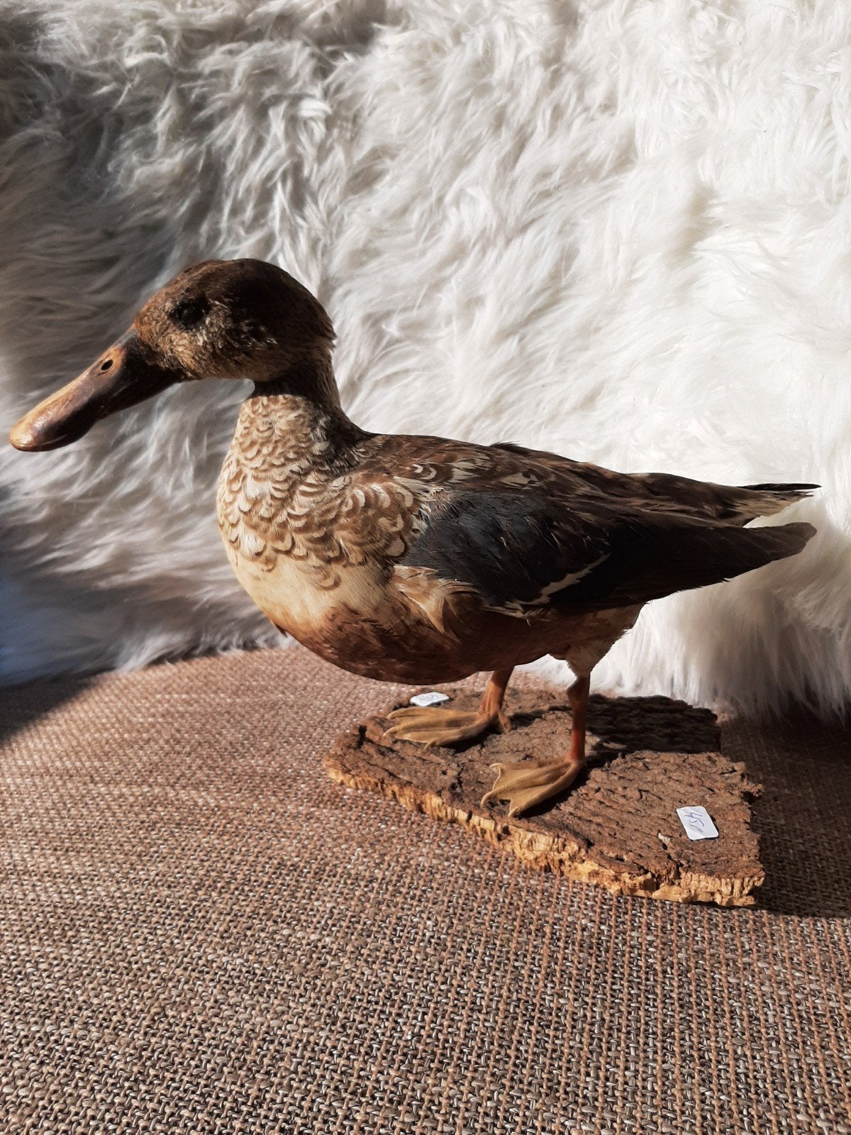opgezette vintage eend, Ophalen, Gebruikt, Vogel, Opgezet dier