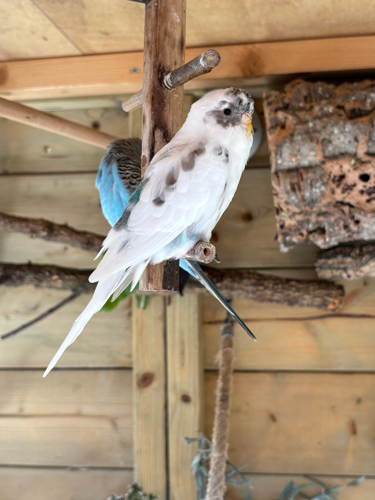 Grasparkieten bonte Blackface, Dieren en Toebehoren, Vogels | Parkieten en Papegaaien, Vrouwelijk, Parkiet, Geringd