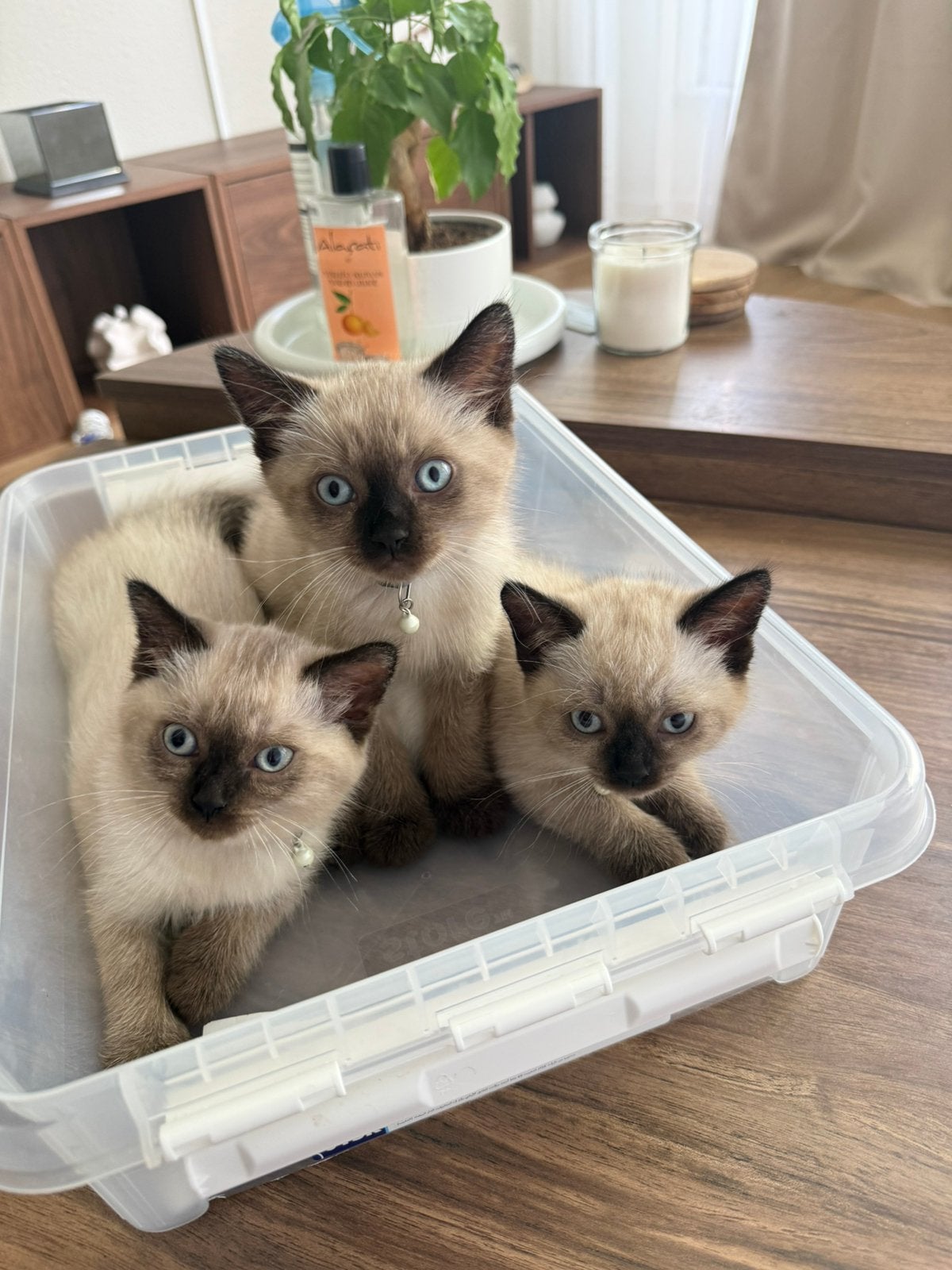Ragdoll sealpoint x brits kittens, Meerdere dieren, Ingeënt
