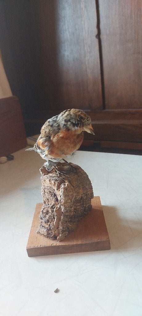 Opgezette Keep, Ophalen of Verzenden, Zo goed als nieuw, Vogel, Opgezet dier