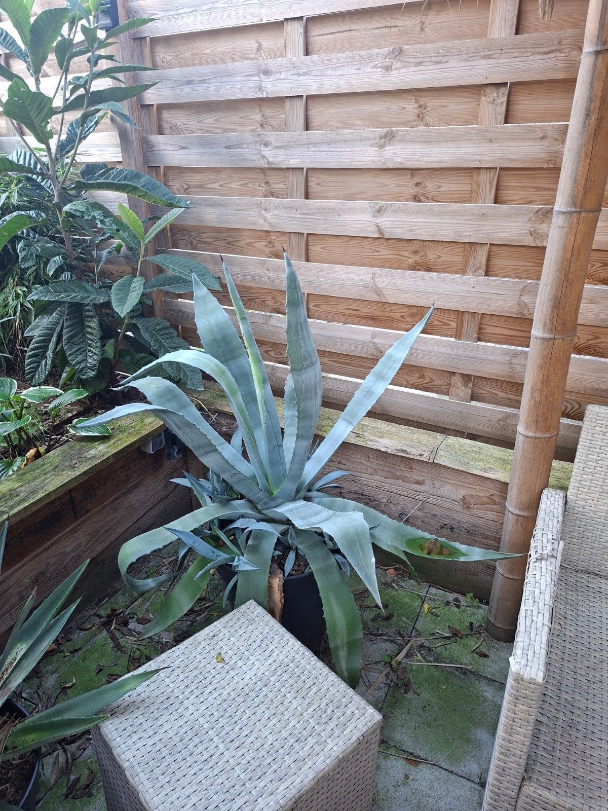 grote agave plant, Tuin en Terras, Bloeit niet, Overige soorten, Minder dan 100 cm, Ophalen