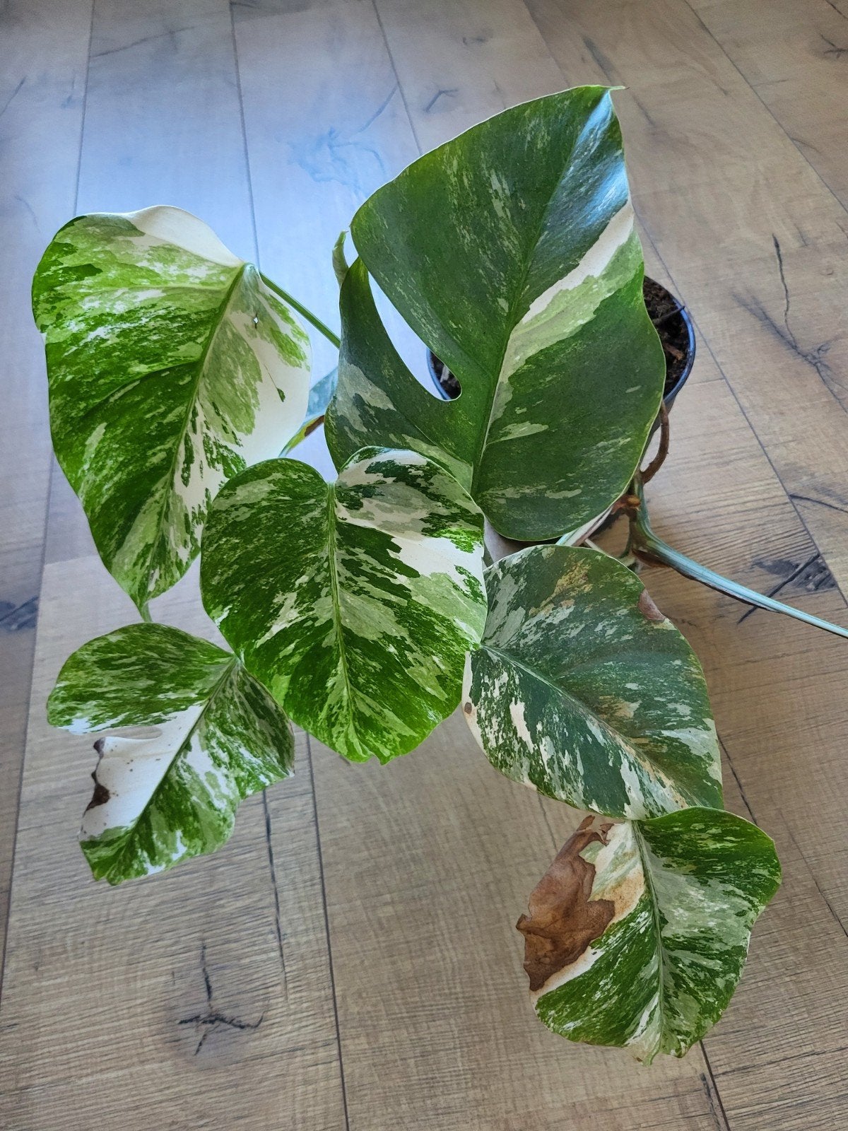 Monstera Deliciosa Variegata - Prachtige Kamerplant, Huis en Inrichting, Kamerplanten, Ophalen, Overige soorten, Halfschaduw, In pot