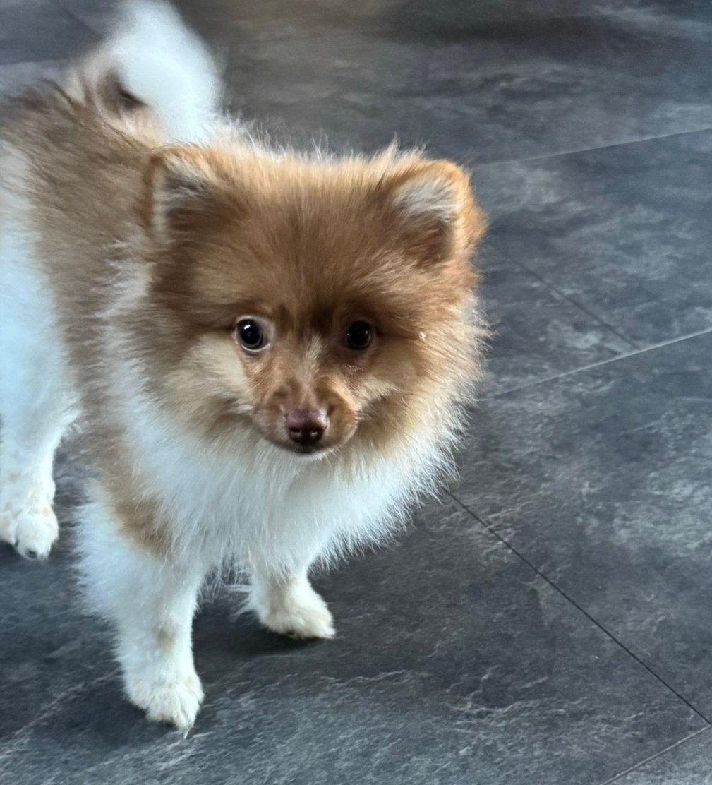 Pomeriaan teefje 🩷 🐶 mag verhuizen.🐾, Parvo, Overige rassen, 8 tot 15 weken, Teef