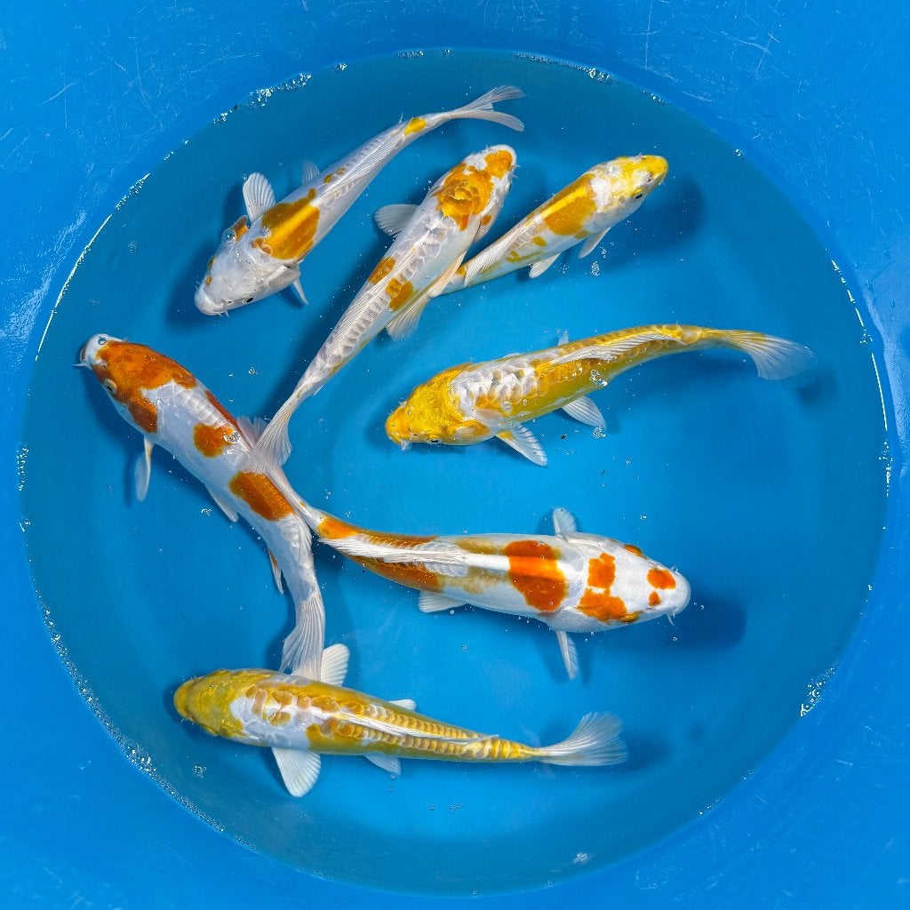 DOITSU HARIWAKE – YAMAZAKI TOSAI, Karper of Koi