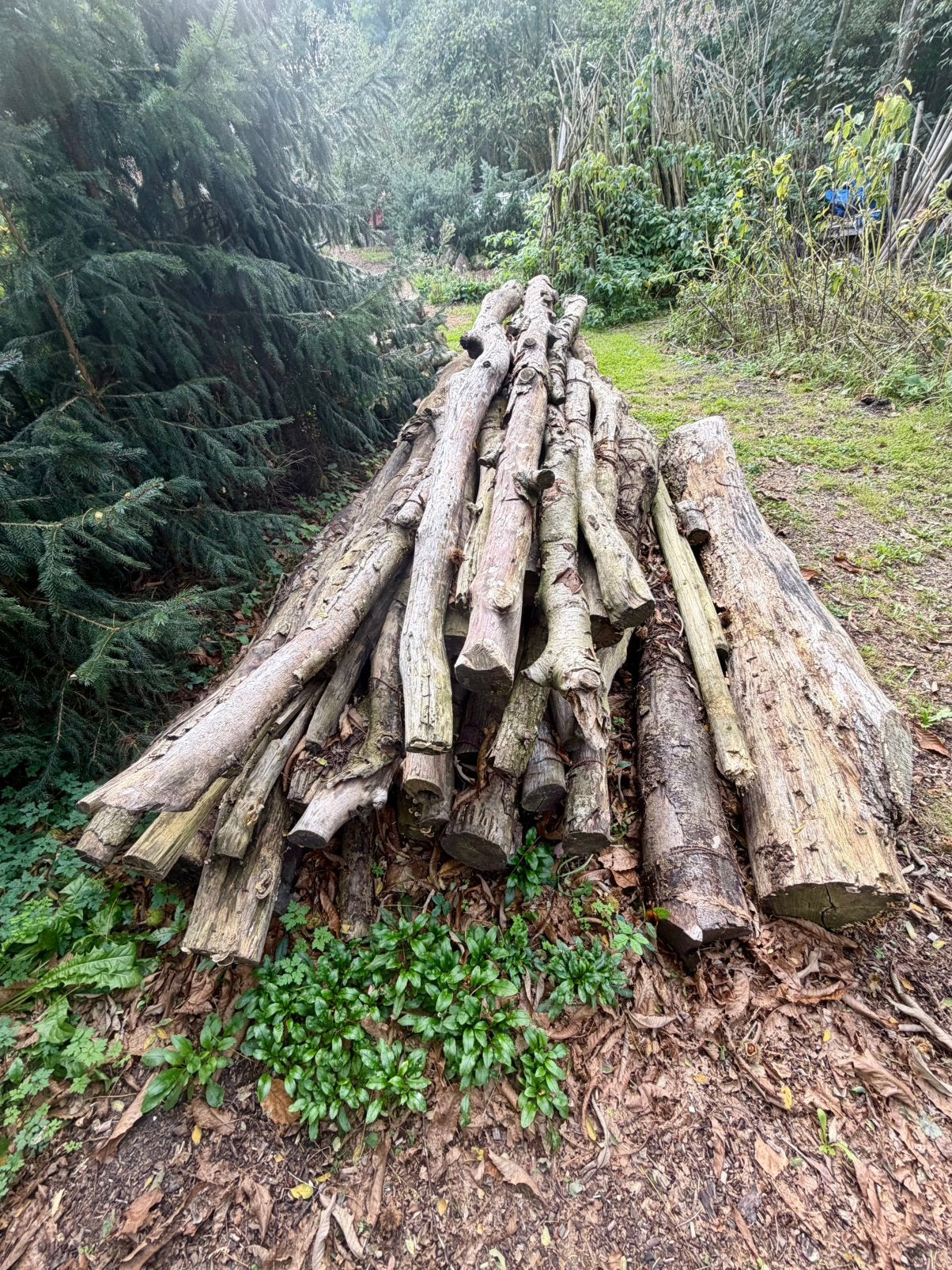 Ruim 5 kuub gedroogd haardhout - Eik, Beuk & Es, Tuin en Terras, 3 tot 6 m³, Ophalen, Eikenhout, Stammen