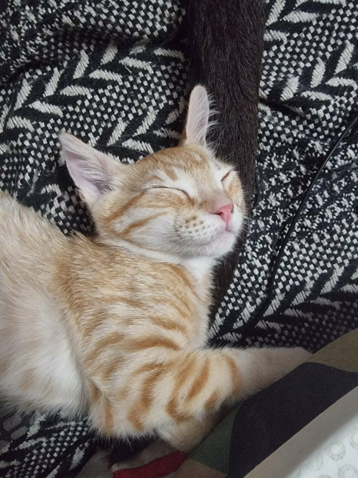 Lieve sociale kittens van 4 maandjes, Dieren en Toebehoren, Meerdere dieren, Kortharig, 0 tot 2 jaar