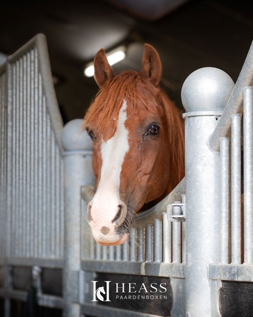 Paardenbox voorwand Model F, Opfok, 4 paarden of pony's of meer