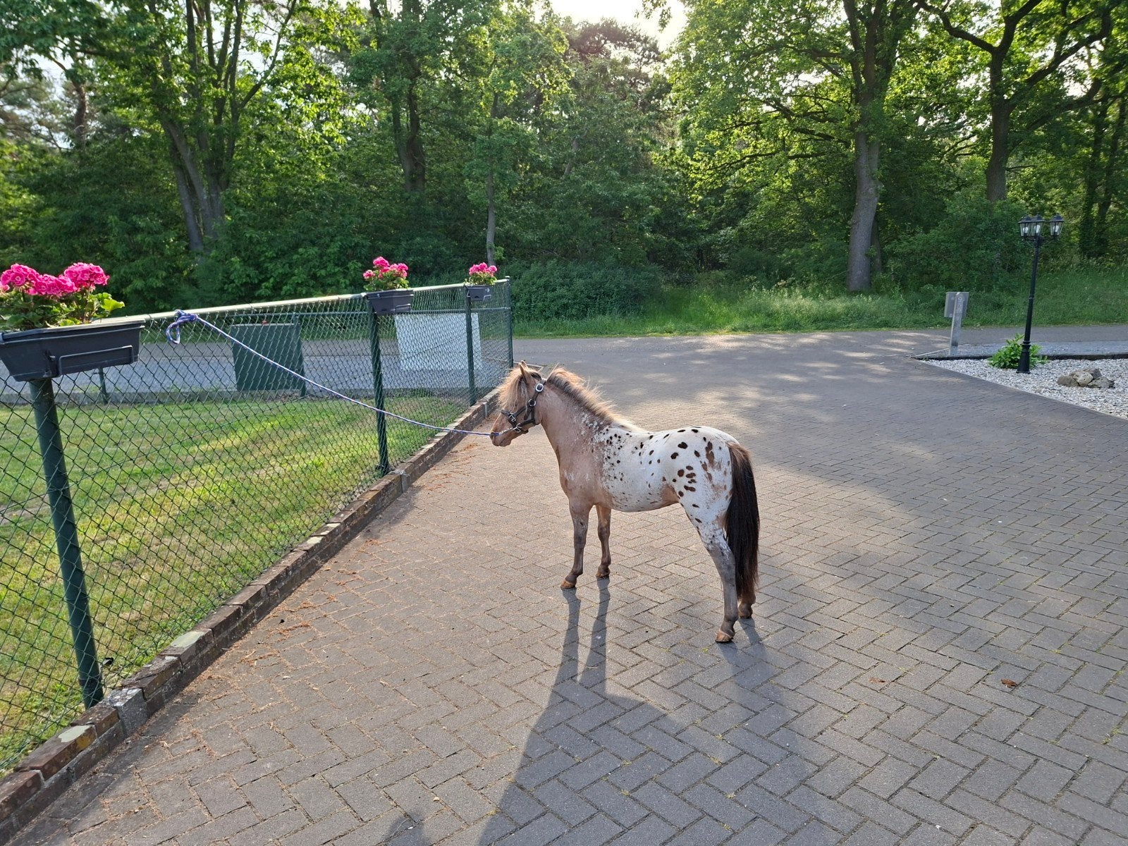 2 prachtige minipaardjes, Dieren en Toebehoren, Pony's, Merrie, Dressuurpony, 0 tot 2 jaar, A pony (tot 1.17m)