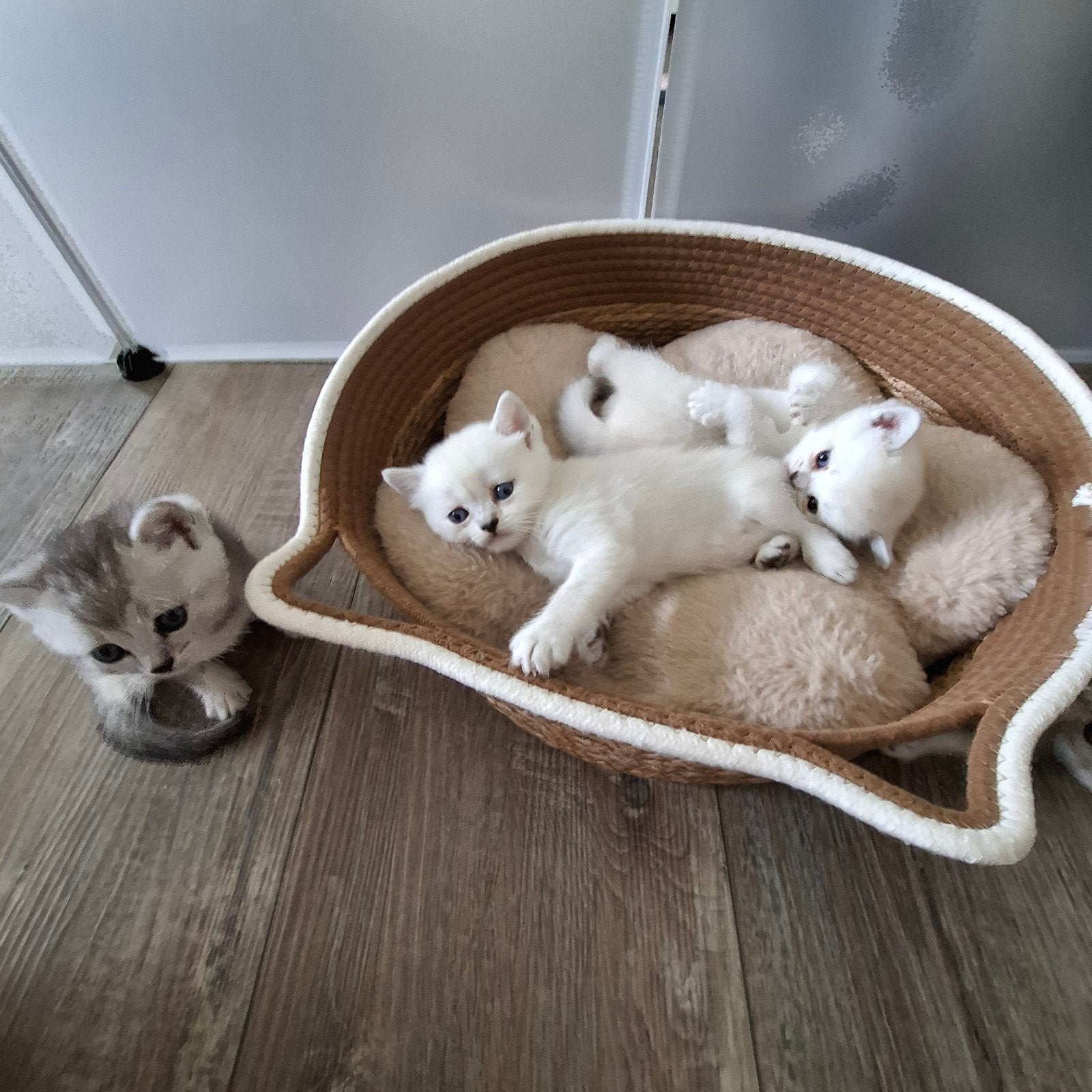 Britse korthaar kittens, Meerdere dieren, Ontwormd
