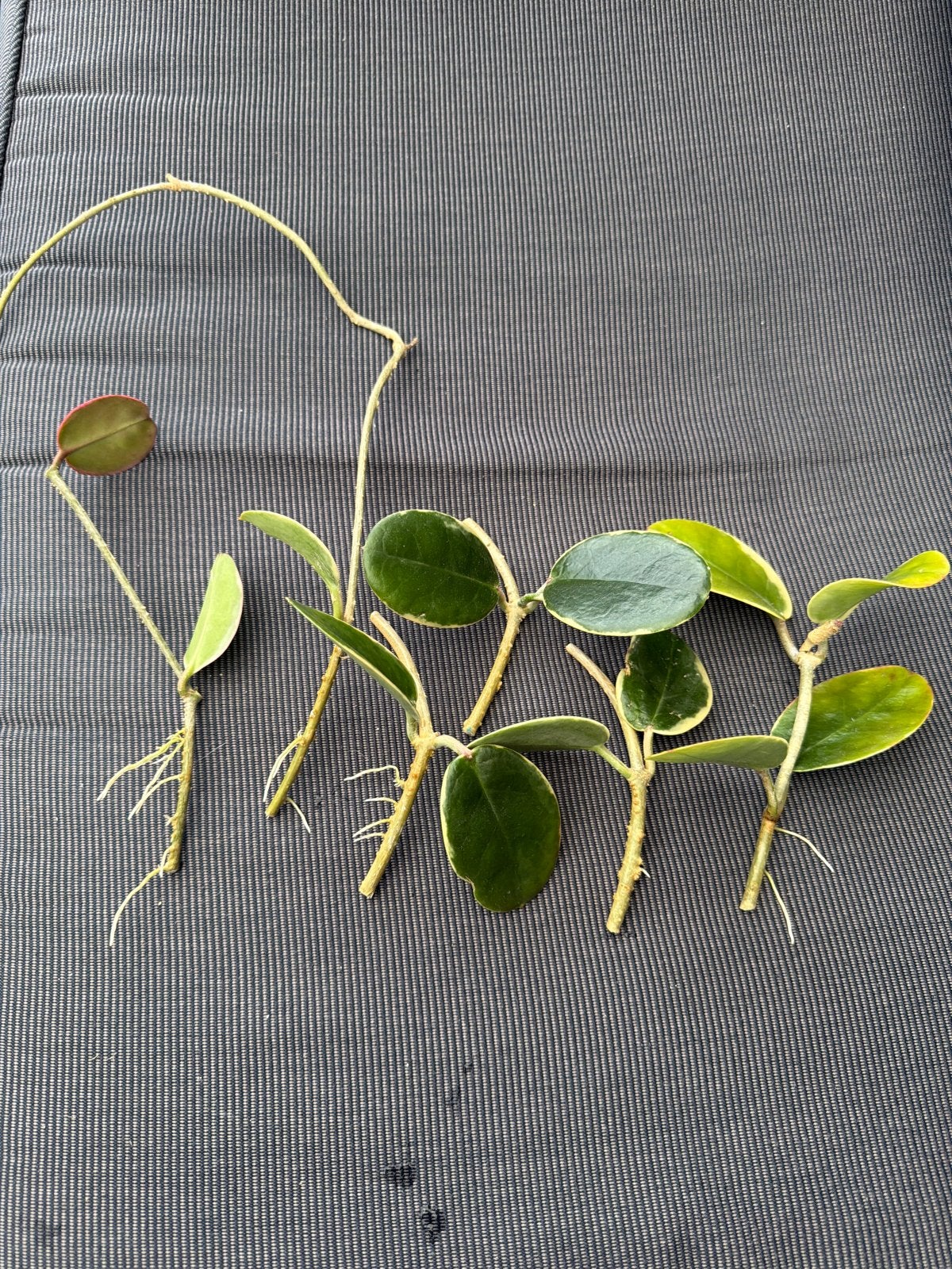 Hoya Australis Albomarginata stekken, Ophalen of Verzenden, Halfschaduw, Minder dan 100 cm