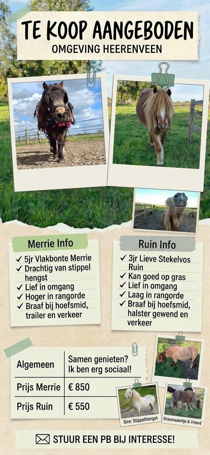 Mooie shetlanders te koop,  drachtige merrie en ruin, Dieren en Toebehoren, Meerdere dieren, A pony (tot 1.17m), Gechipt, 3 tot 6 jaar